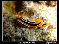 nudi , in red sea by Jayne Waites 